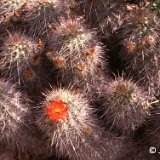 Echinocereus x roetteri ex lloydii Garfield, NM, USA JLcoll.1215.jpg